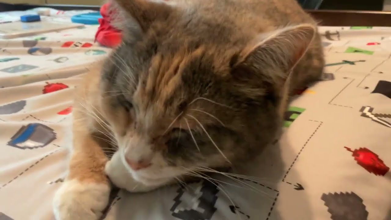 For cuteness cat