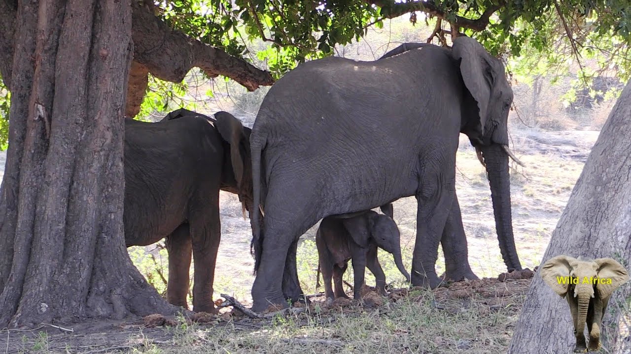 New Born Baby Elephant Giving His First Steps