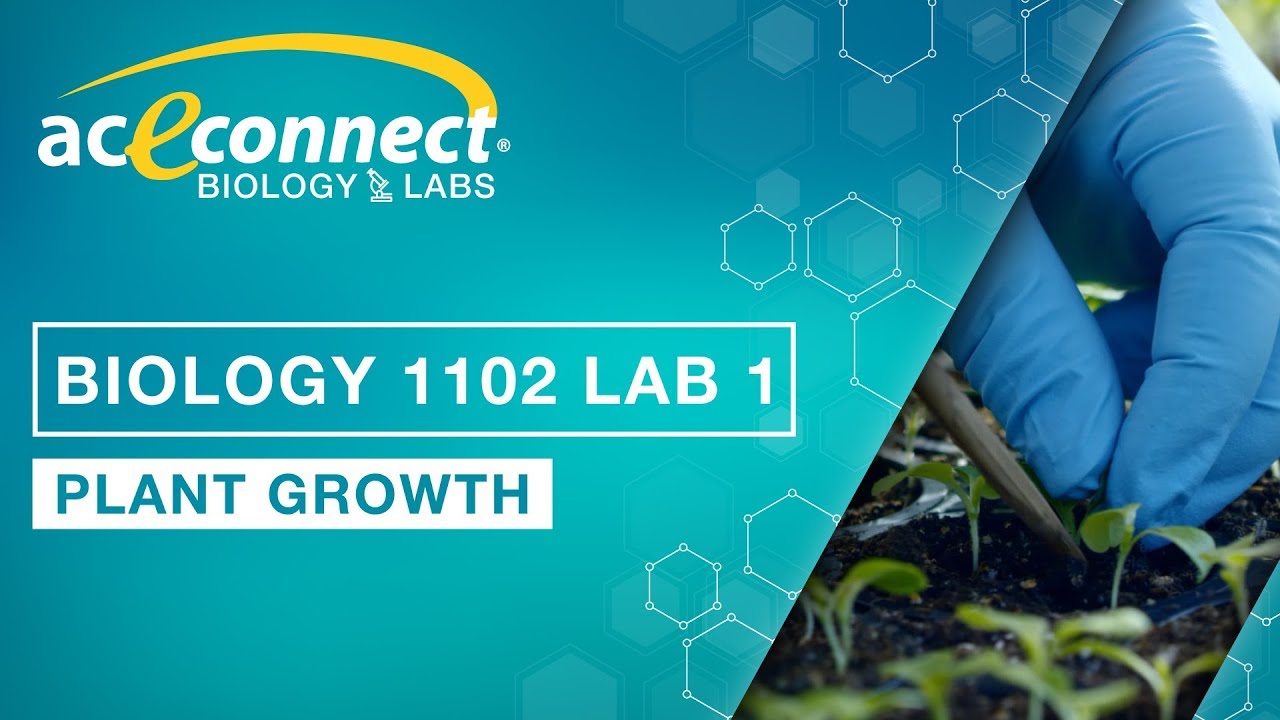 Biology 1102 Lab 1 || Plant Growth