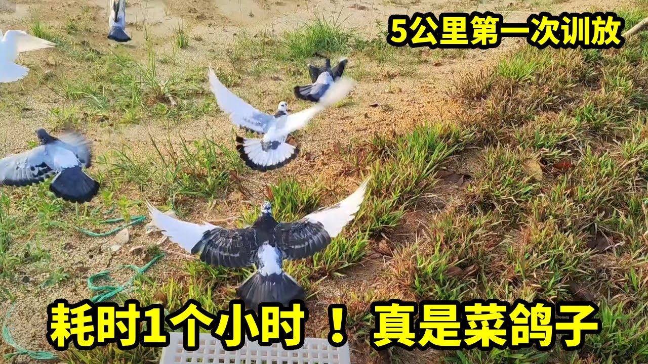 5公里训放，我的鸽子真的好菜！居然用时1个小时，这是怎么了？#鸽子 #信鸽赛鸽 #信鸽