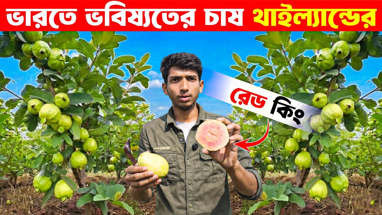 ১ বিঘায় রেড কিং পেয়ারা চাষে কত লাভ? | Thailand Red King Guava Farming India  | Uttaran Krishi