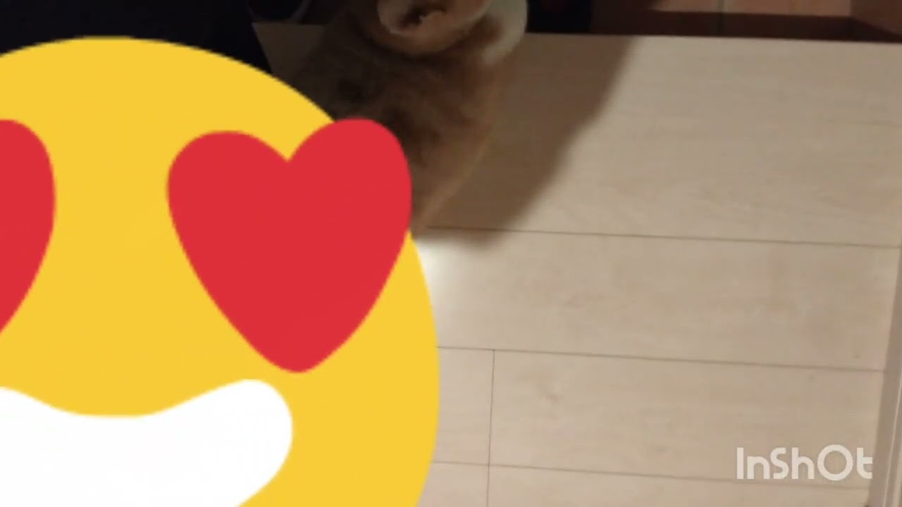 【可愛い過ぎ失神注意⚠️】宇宙一可愛い鍵尻尾の猫🐱チャックの映像🌸ジャンプしたり、壁スリスリしたり(笑)