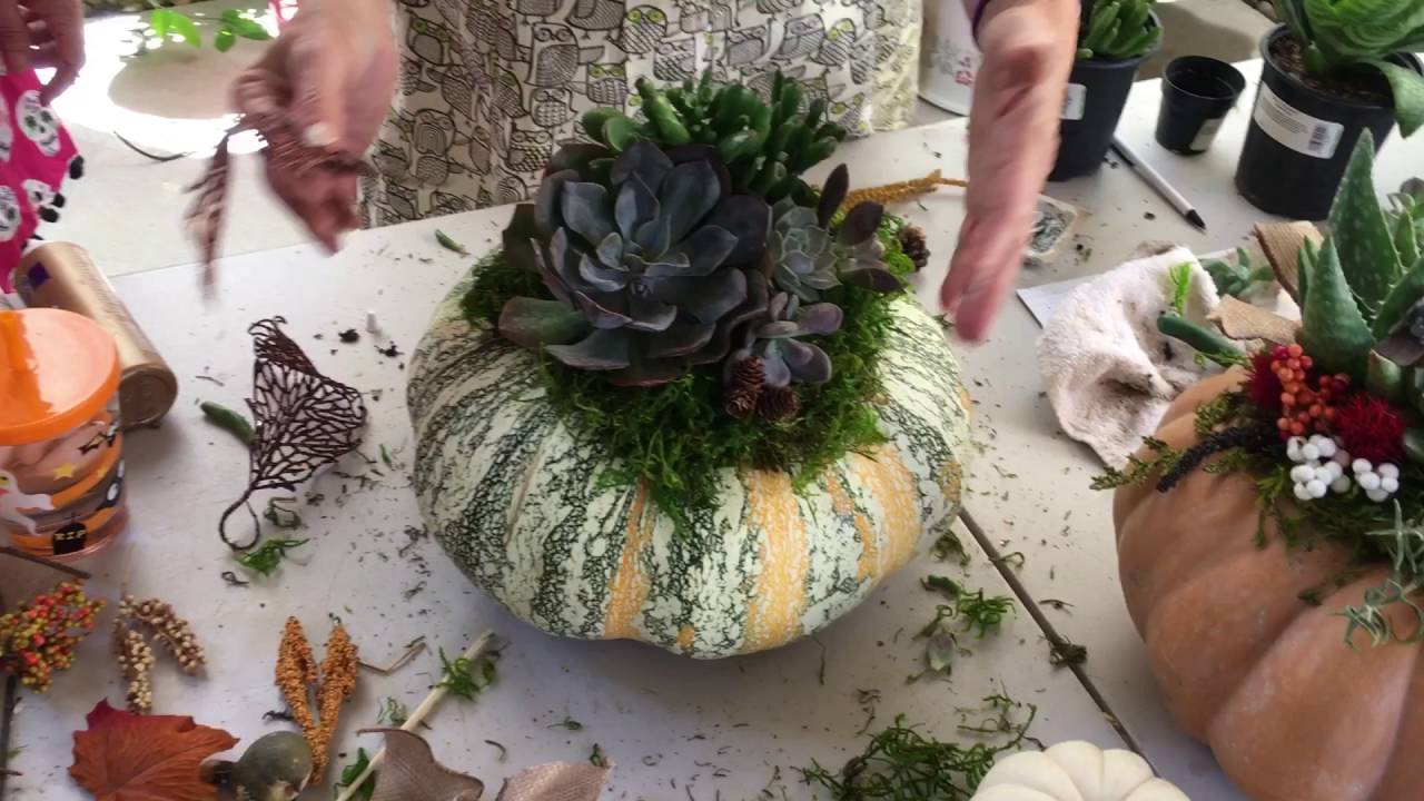 DIY enchanted pumpkin with succulents