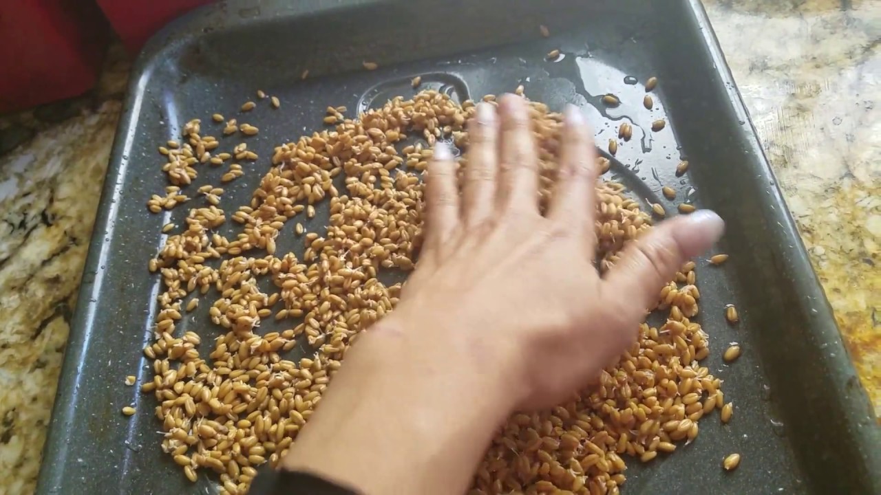HAZ TU HARINA GERMINADA DESDE CERO. ·DIY