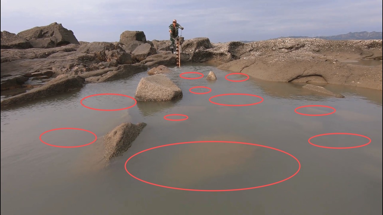 大风大浪出大货，几百一斤的红花龙被揪出，阿阳乐坏了