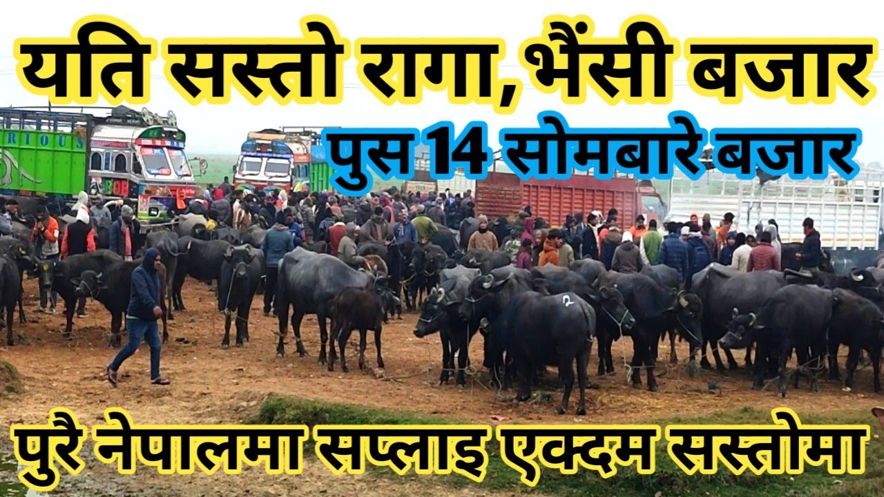 नेपालकै सबैभन्दा सस्तो पाडा, भैंसी बजार ! Buffalo Market in Nepal ! Nepali Village !