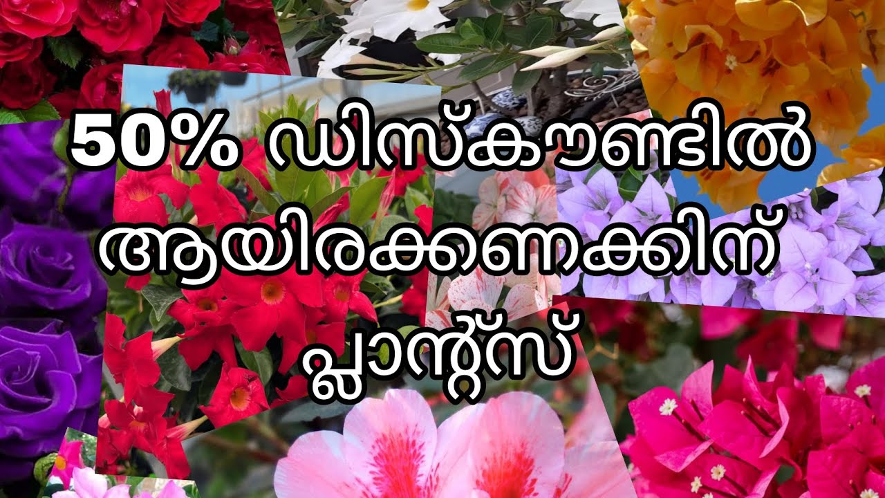 50%ഡിസ്‌കൗണ്ടിൽ ആയിരക്കണക്കിന് പ്ലാന്റ്സ് 😱😱😱😱😍😍😍😍😍😍
