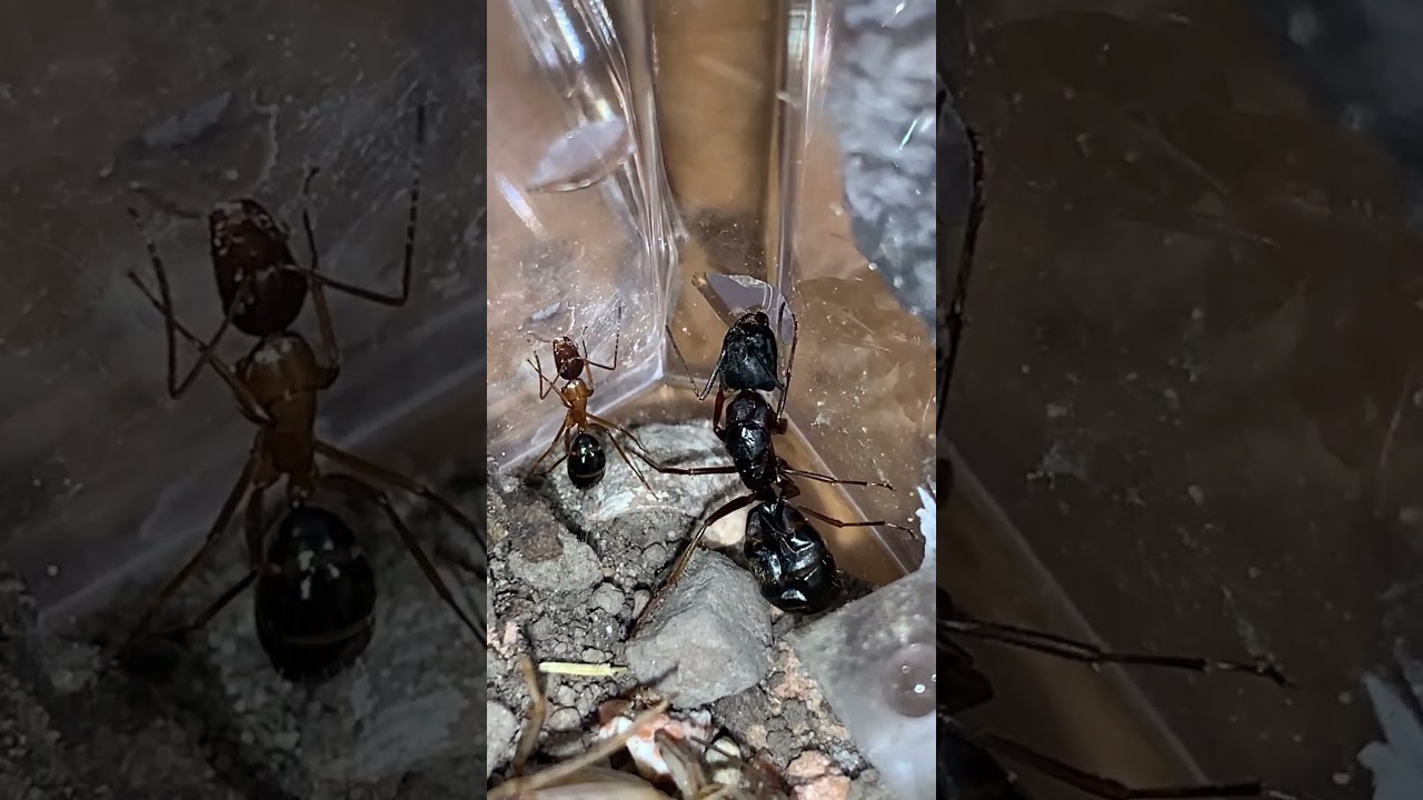 Size comparison of Camponotus vicinus workers: Nanitic vs. wild median (damaged in brood boost).