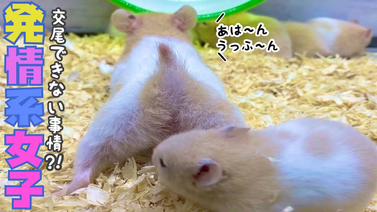 【ハムスター/ゴールデン】交尾ができない発情系女子の事情とは？！おもしろ可愛い動物