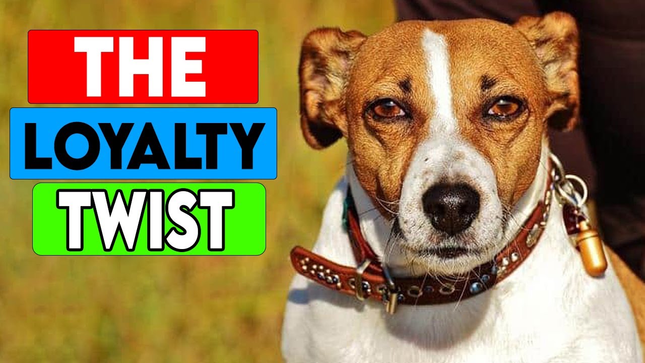 10 Ancient Instincts Hidden in Your Dog’s Everyday Life
