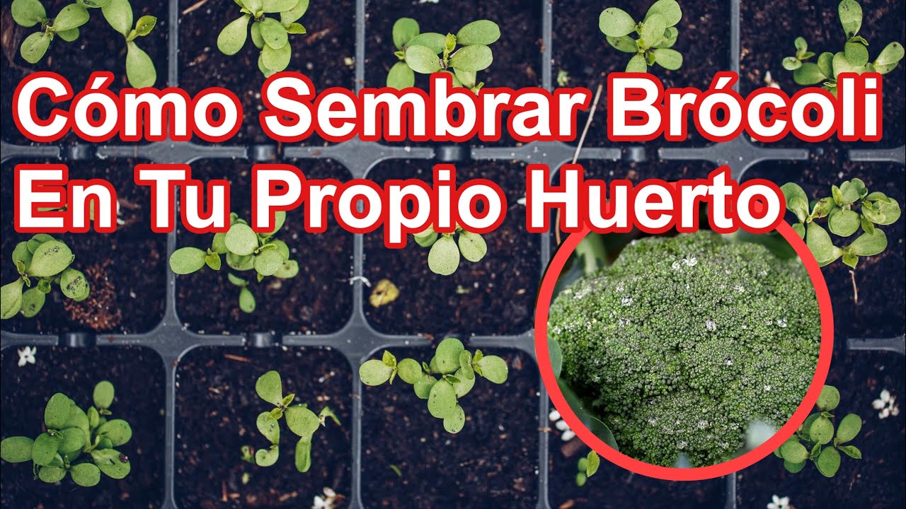 Cómo Sembrar Brócoli
