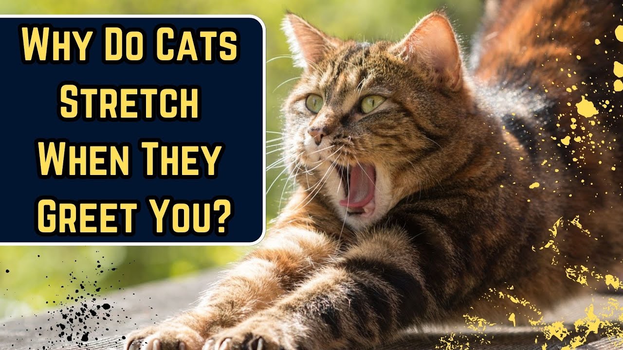 Why Do Cats Stretch When They See You?