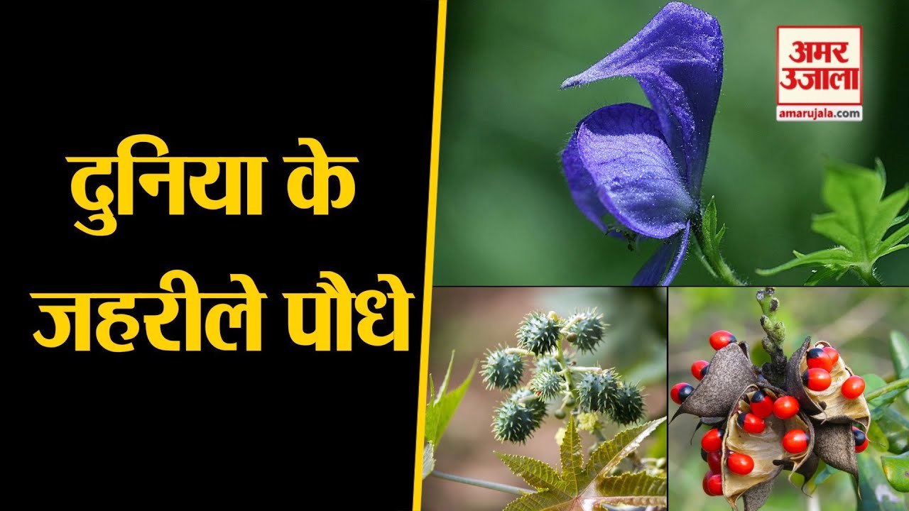 Most Poisonous Plant। दुनिया के जहरीले पौधे, जिन्हें छूने से ही चली जाती है जान