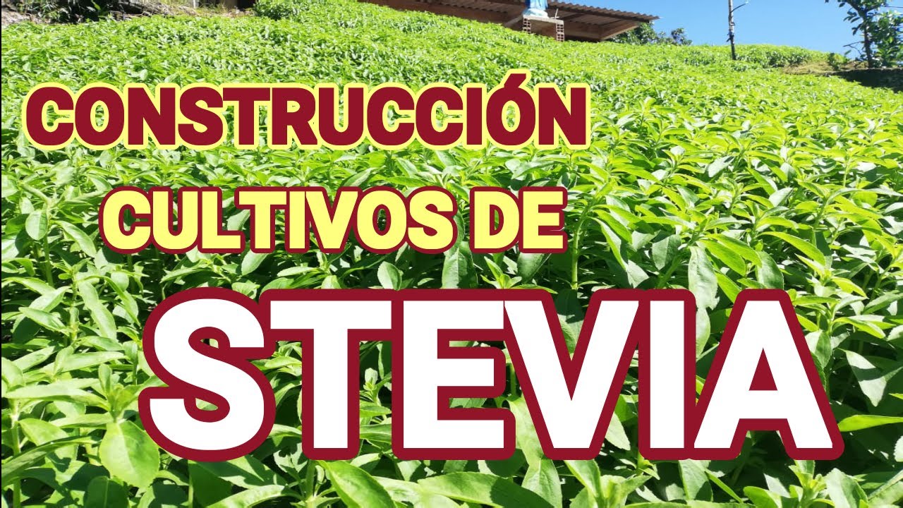 cultivos de stevia en Colombia