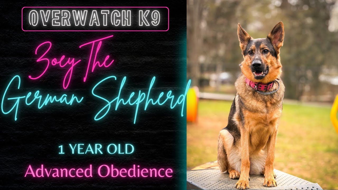 Zoey | 1 Year Old German Shepherd | Advanced Obedience | Before & After | OverWatch K9 Academy 