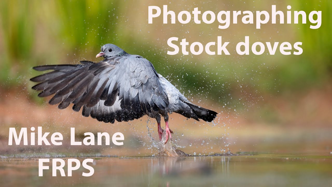Photographing Stock doves