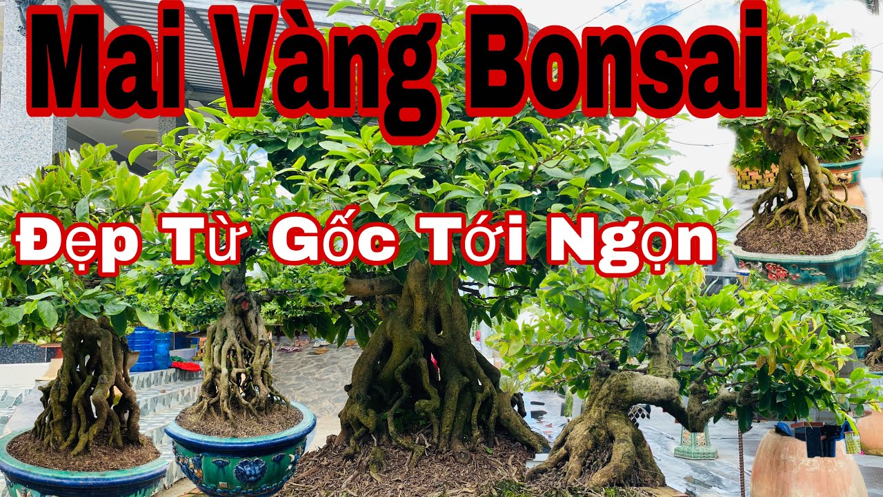 vườn mai vàng bonsai khủng _ mai vàng bonsai quá đẹp - đáng xem