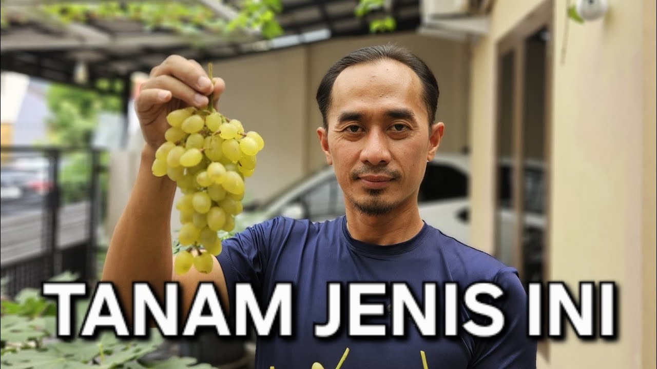 Varian Anggur Mudah Berbuah