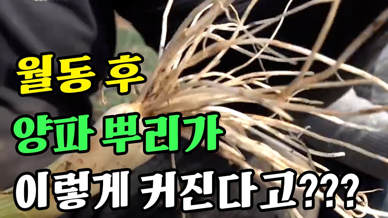 월동후 양파뿌리가 이렇게 커진다고?  |  무안 양파 재배 농법