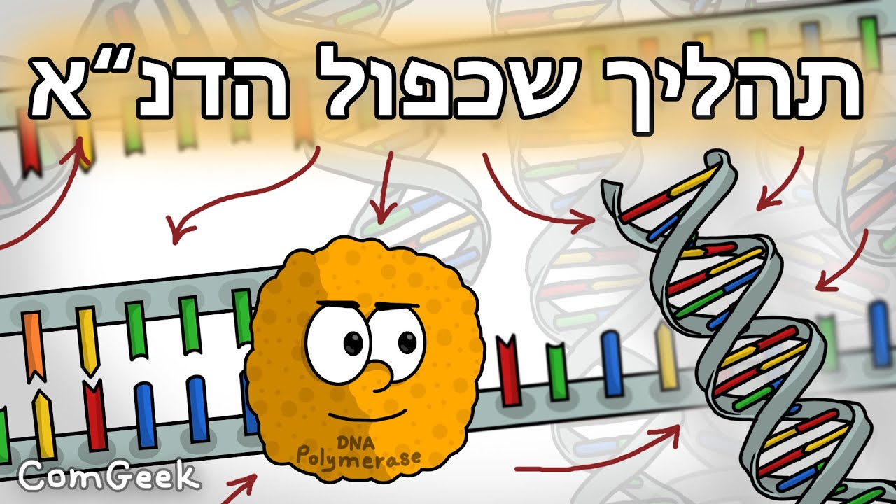 איך מתבצע תהליך שכפול הדנ