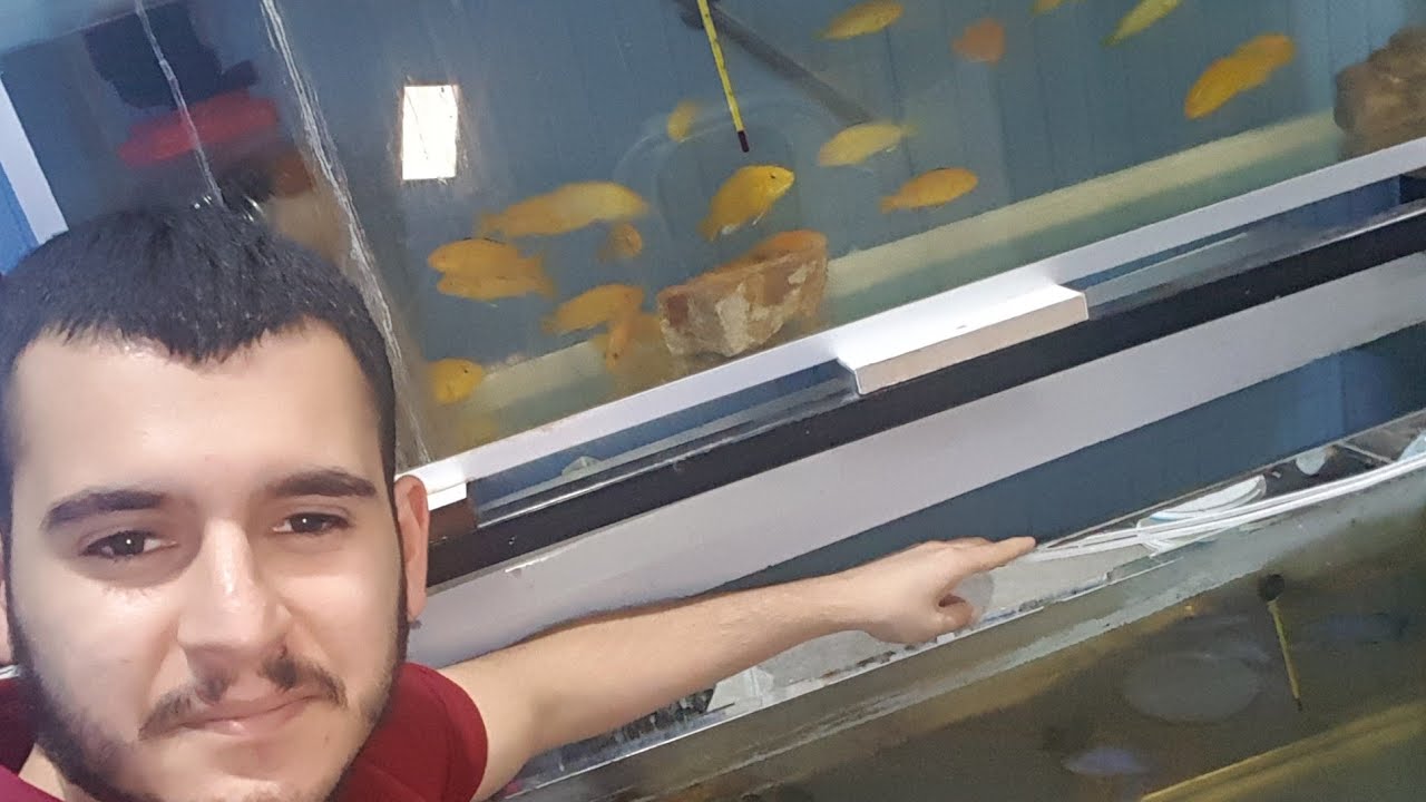Ciklet balığı doğum şovu:)
