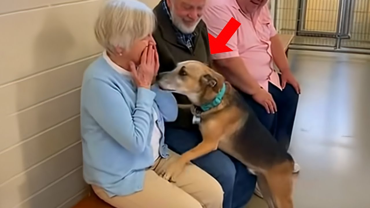 When Dogs Choose Their Forever Humans ❤️ Adoption Moments