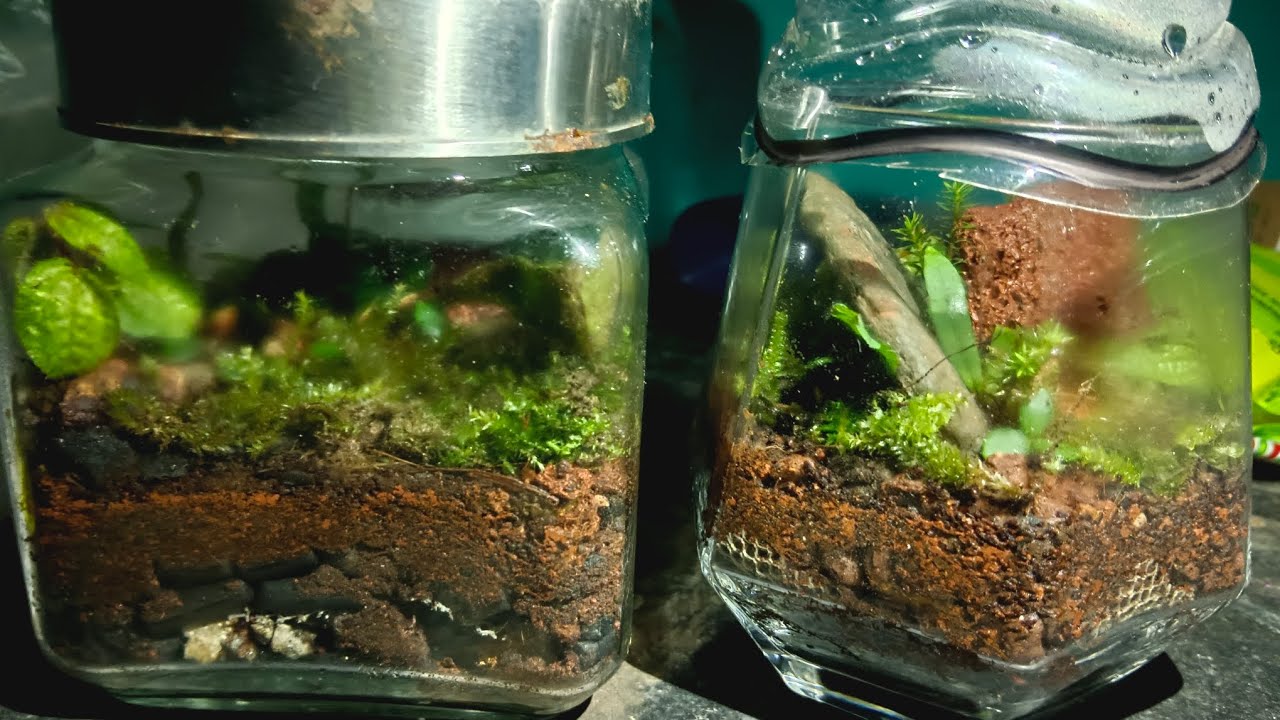 My first terrarium making plants collected from wild