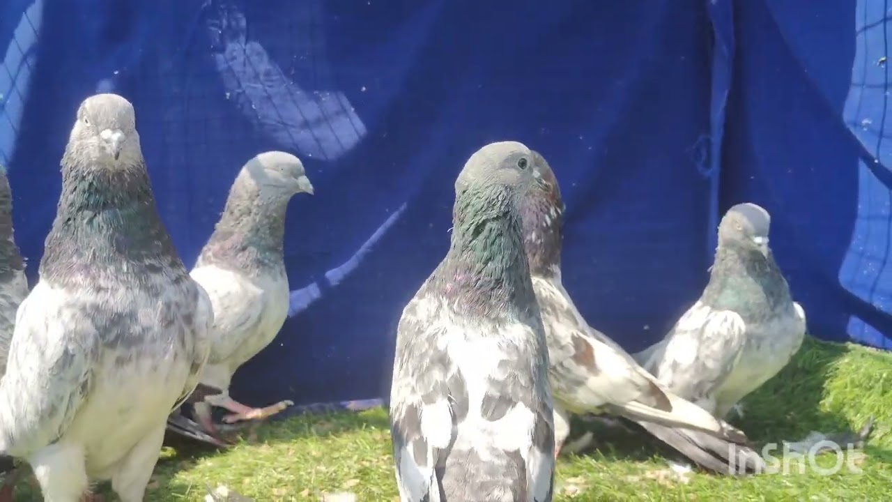 Sari Nasle milegi Hindustan k kone kone ki Sayyed Pigeon Loft-Mumbai Maharashtra-7021412370