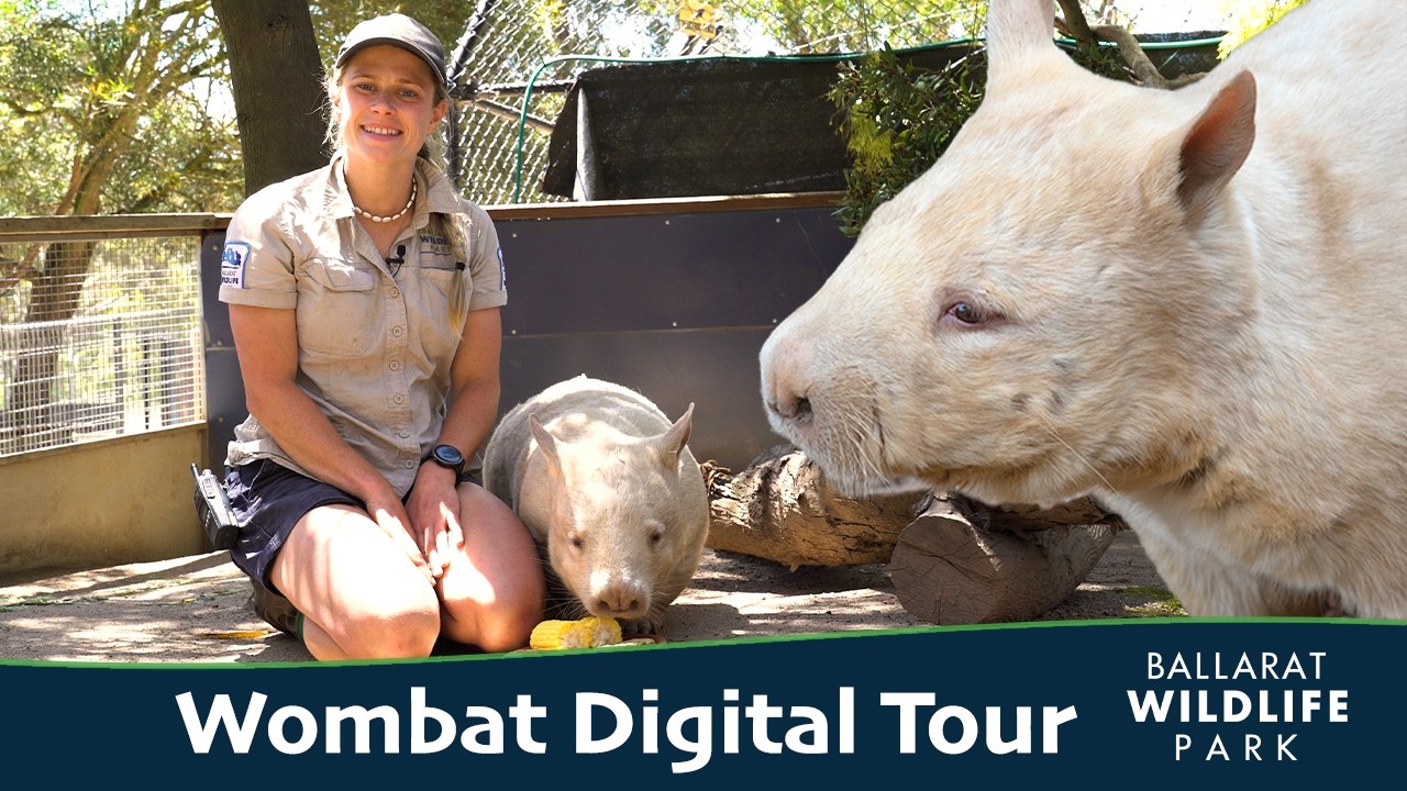 Wombat | Digital Tour