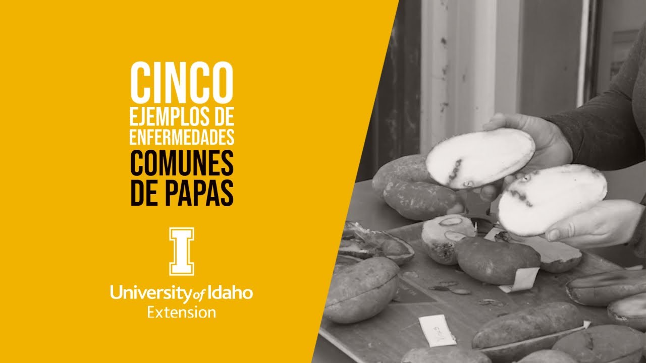 Cinco Ejemplos de Enfermedades Comunes de Papas