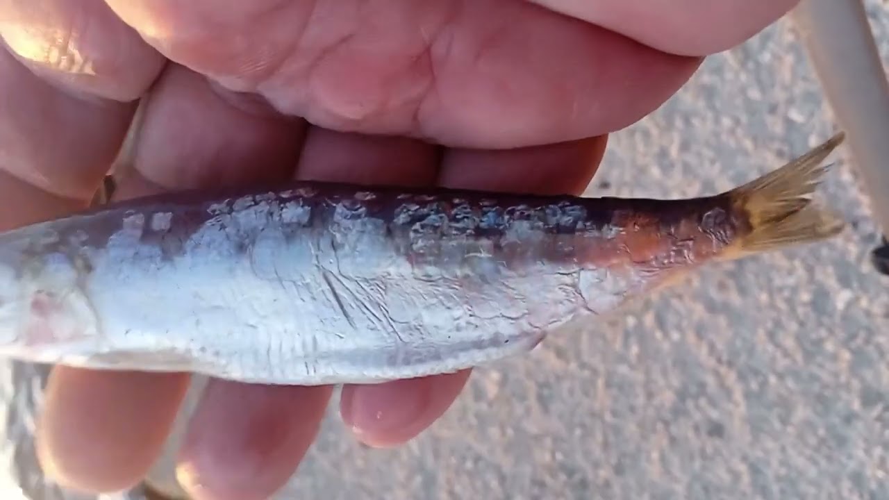 fishing,amvrakikos  gulf.μπλε καβουρες,τσιπουρες σαργοι.sparous aurata,sargo