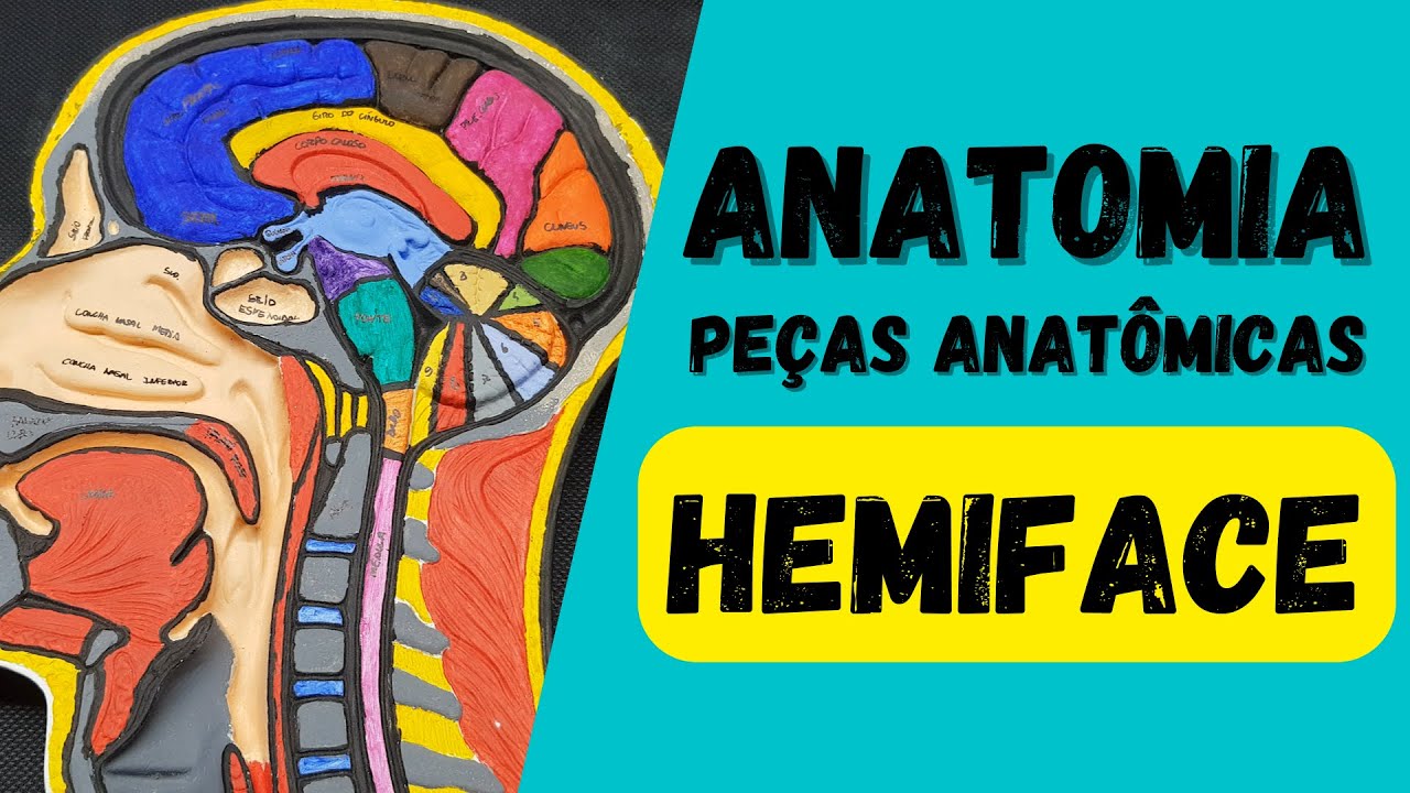 ANATOMIA  - Hemiface (peças anatômicas)