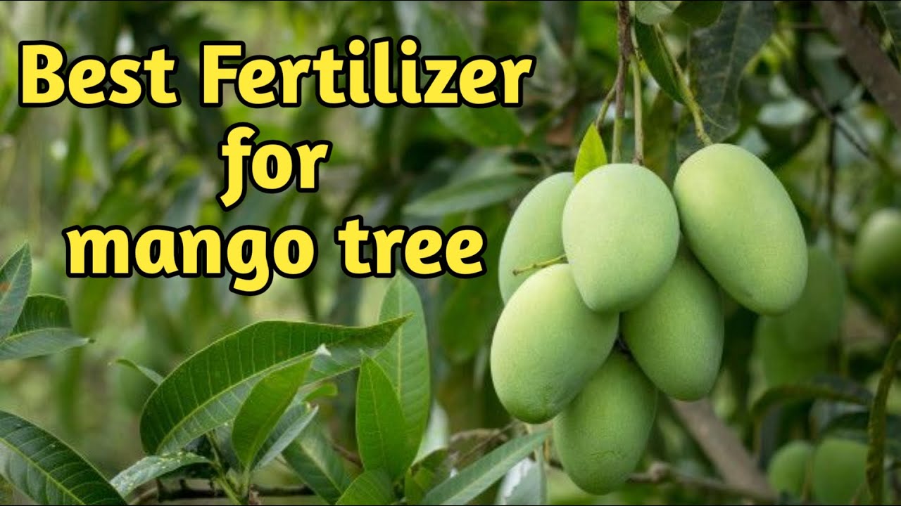 Best Fertilizer for mango tree