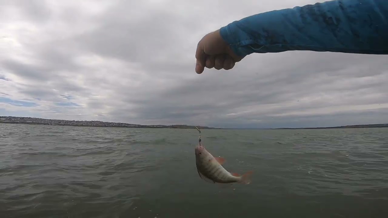 Fujin ajime 05-5 gr 183cm perch avı aksiyonun dorukları 😉