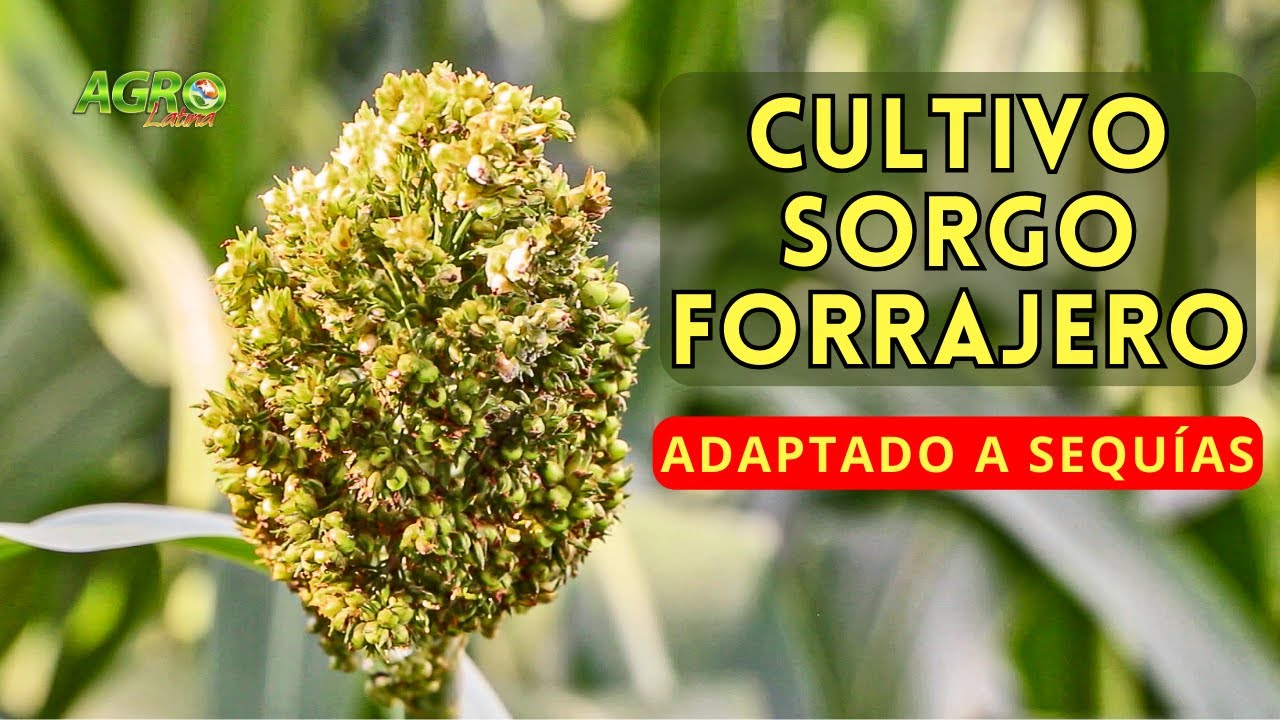 CULTIVO DE SORGO FORRAJERO para ENSILADO o HENIFICADO