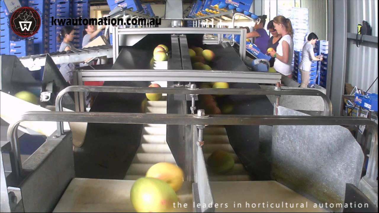 KW Automation - Mango Processing & Grading Systems