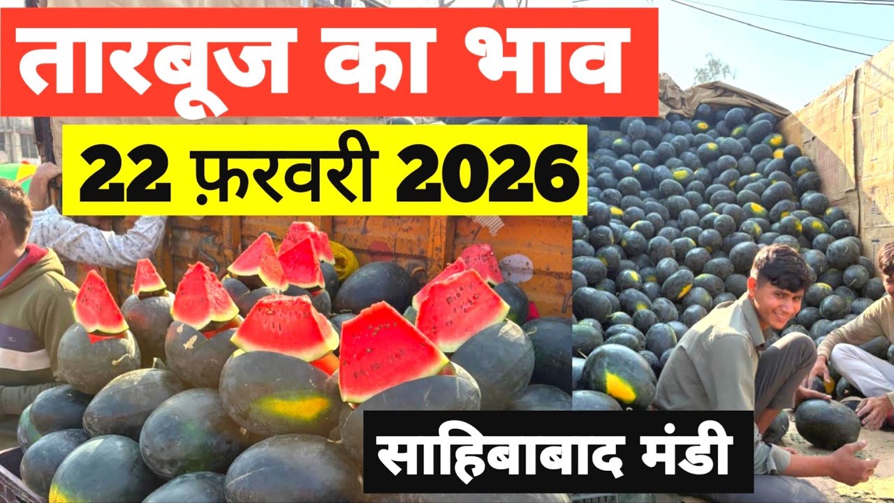 22 February 2026 🍉तारबूज़ का भाव साहिबाबाद मंडी |today watermelon rates #tamatar #mandi #tarbooz 