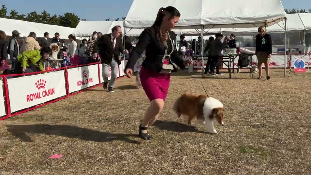 2026年3月1日　中部インターナショナル　シェルティ編　#dog #dogshow #sheltie #shetlandsheepdog #中部インターナショナルドッグショー