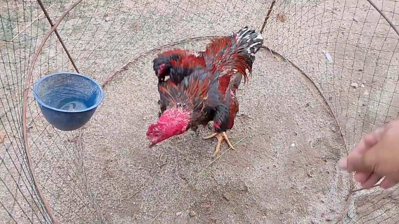 RUTINITAS DI PAGI HARI MEMBERI MAKAN AYAM BANGKOK KELASIC 
