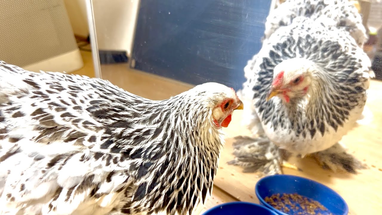 ニワトリに鏡を見せたらこんなことになりました