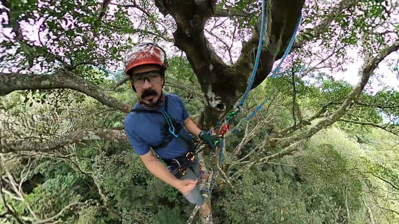 Tree Climbing Finca El Refugio