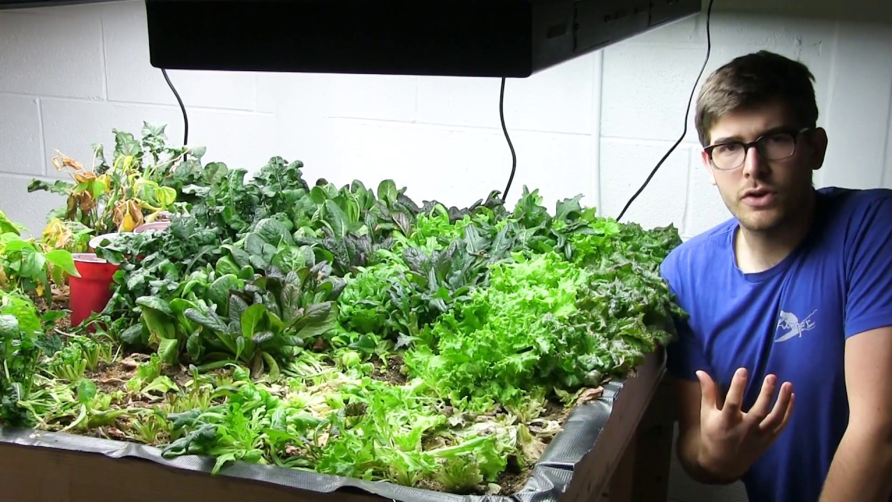 Final Harvest of Greens From the Indoor Organic Garden