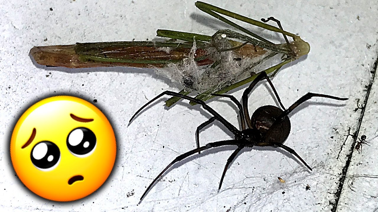 Redback Spider Roundup Trap Inspections Summer Solstice Mega Fires Educational Video