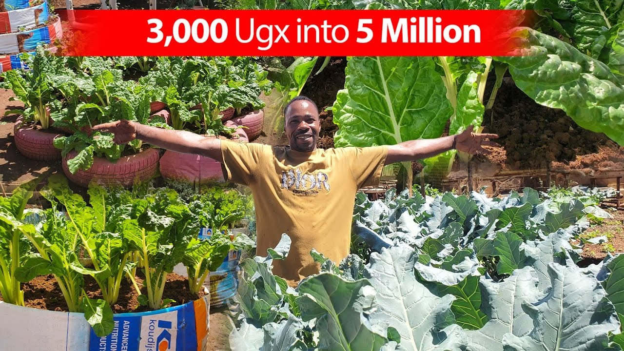 From 3,000 UGX to 5 Million! | Patrick Lubega’s Urban Farming Success Story