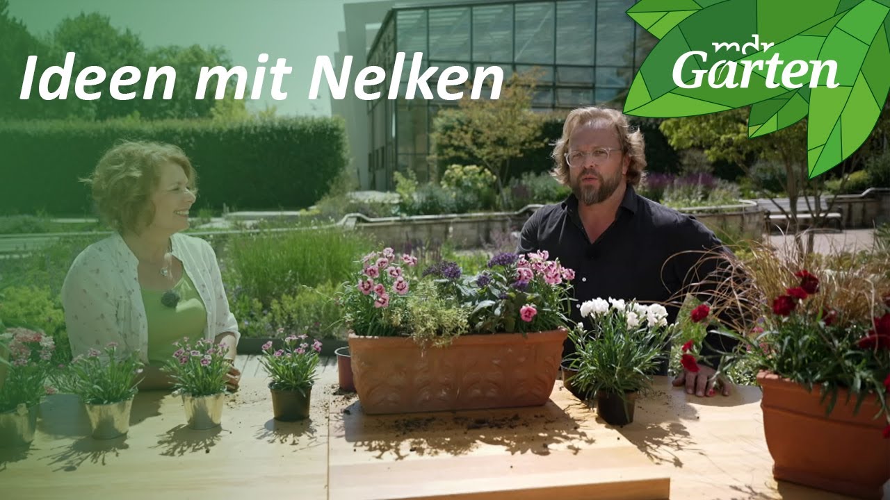 Nelken im Balkonkasten und als Beeteinfassung | MDR Garten