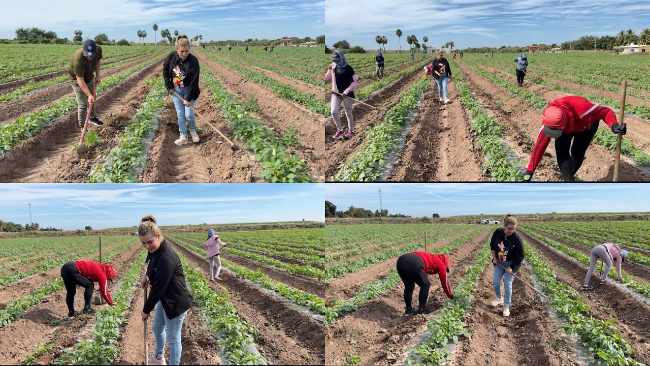Así se gana la vida la gente en el campo en el corazón agrícola de México Guasave Sinaloa 