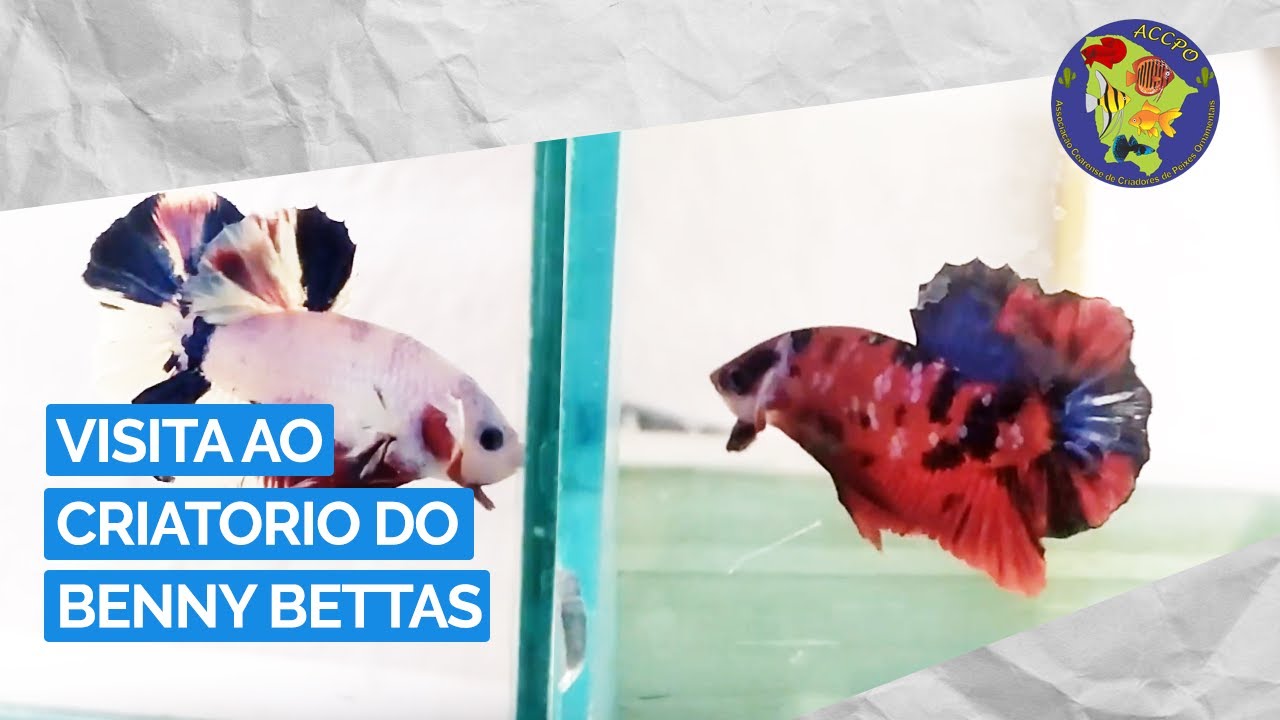 Visita ao criador Benny Bettas - #ACCPO visita