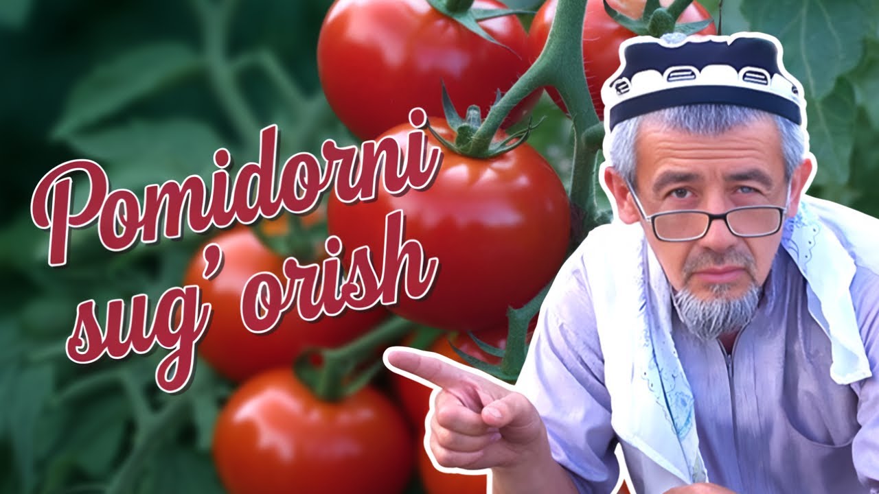 POMIDORNI SUG'ORISH| WATERING TOMATOES | ПОЛИВ ПОМИДОРОВ