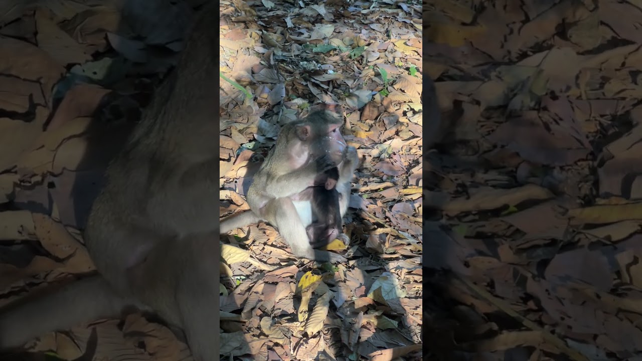 Terribly monkey need food !  #monkeyforest #babyanimals #animals