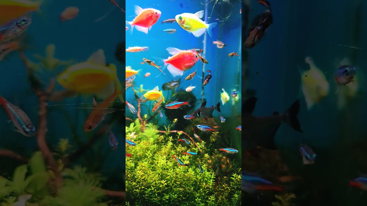 #cardinaltetra #neontetras #endlerguppy #exoticaquariumfish #embertetra #widowfish #carpetplant